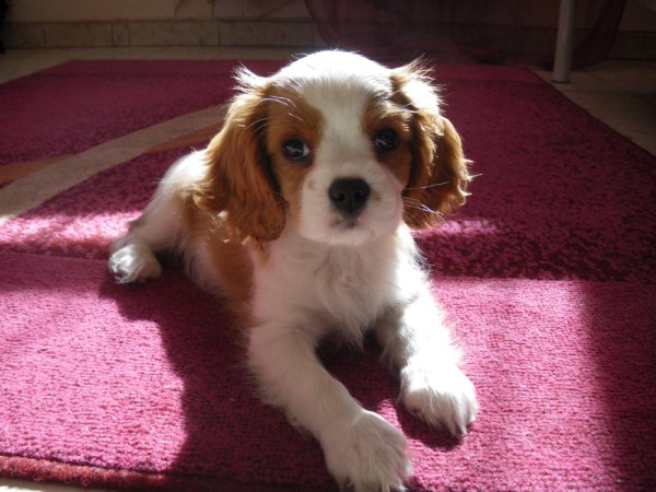 les cavaliers de l'olympe chez leurs nouveaux maitres